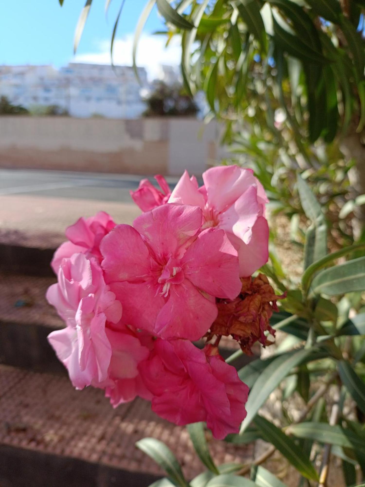 Apartamento Miramar Torrevieja Luaran gambar